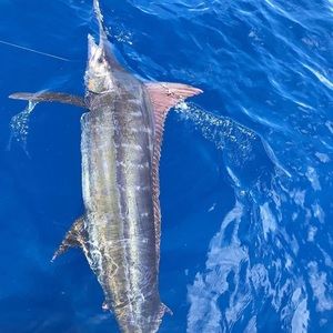 Meet your Posher, Zachary